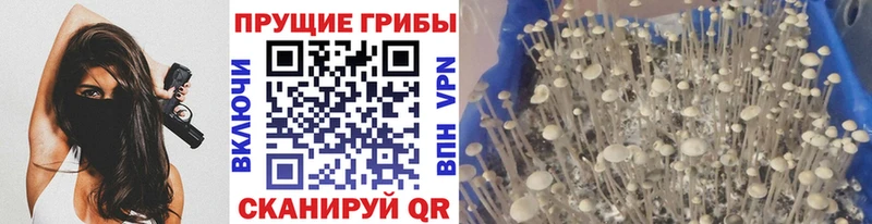 Галлюциногенные грибы Cubensis  Гусь-Хрустальный 